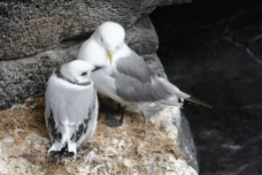 Black-legged kittiwakes nesting in Iceland. Parent (right) with a juvenile chick (left).