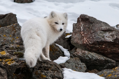 Polar fox scanning the colony area. It is to early to breed for little auks, but the fox never loses hope.