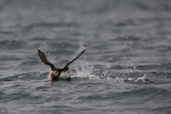 A Puffin trying hard to take off