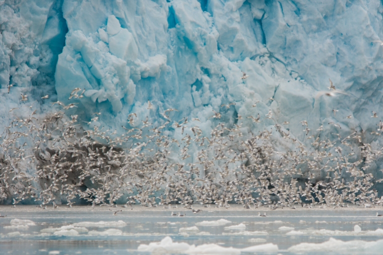 Myriads of kittiwakes in front of 4th of July Glacier